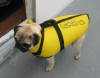 Pug In Life Vest